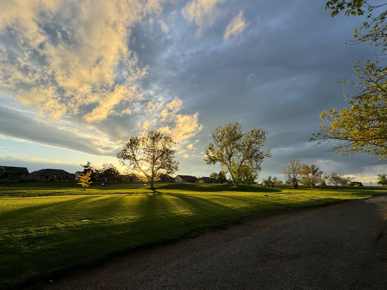 Evening light through the trees at Sun Willows